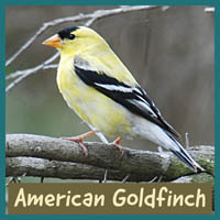 American Goldfinch